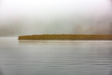 stand of reeds on rivers edge