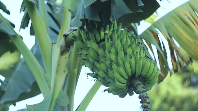 Banana, Fruta, &Aacute;rvore, C&eacute;u Azul, Folhas, Cacho