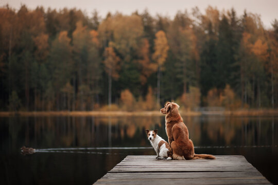 two dogs on a wooden bridge on the lake. Romantic mood. jack russell terrier and nova scotia duck tolling retriever in autumn