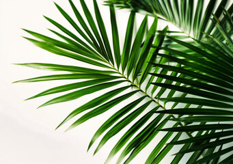 green palm tree leaves on white background