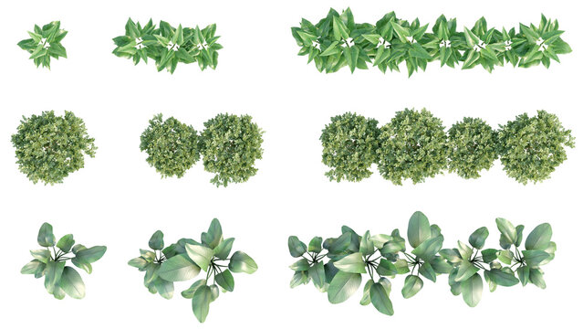 set of trees rendered from the top view, 3D illustration, for digital composition, illustration, 2D plans, architecture visualization