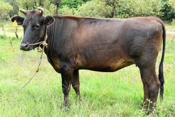 Closeup of an Indian black cow standing near an empty field of agriculture
