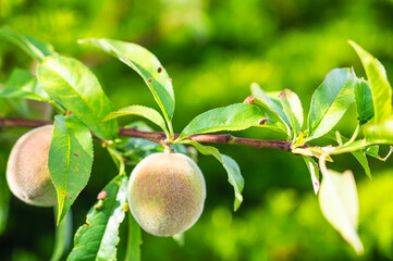 初夏に実った梅