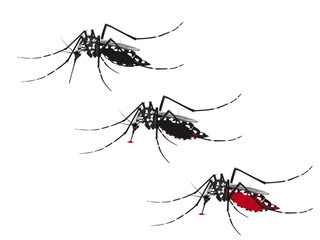Aedes mosquito on a white background.