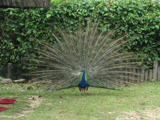 pavão