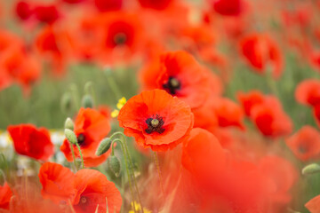 A poppy field in Hampshire on a summer's day, with a shallow depth of field