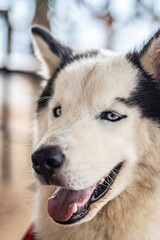 Obraz premium portrait of a husky