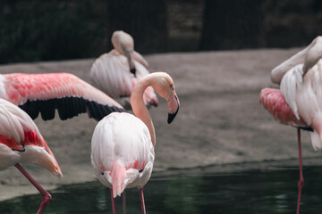 Pink flamingo wading birds group near a pond with blurred background