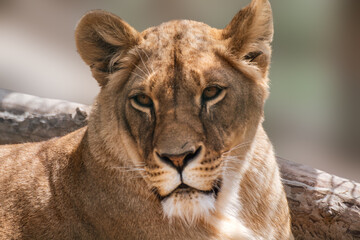Lion female calm face, lionesses portrait, close-up with blurred background. Wild animals, big cat