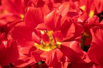 Red decorative tulip flower blooming close-up, sunny spring flowerbed with blurred background