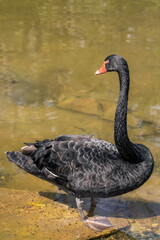 Fototapeta premium Black swan, large waterbird with a long flexible neck and red beak standing in glossy pond water surface with blurry background