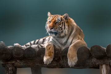 Siberian or Amur tiger with black stripes lying down on wooden deck. Portrait view with green blurred background. Wild animals watching, big cat