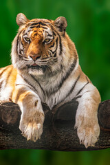 Cute Siberian or Amur tiger with black stripes lying down on wooden deck. Close-up view with green blurred background. Wild animals watching, big cat