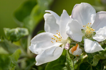 White apple tree big flowers blossom on green branch. Spring delicate white flowers bloom in garden close-up background