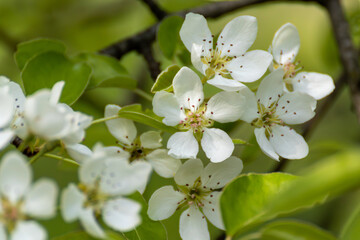 Pear tree spring delicate white flowers bloom on branches in garden with green leaves and blurry green background