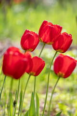 Obraz premium Red tulips blossom close-up in spring, flowers with blurred green meadow background. Romantic botany foliage with selective focus