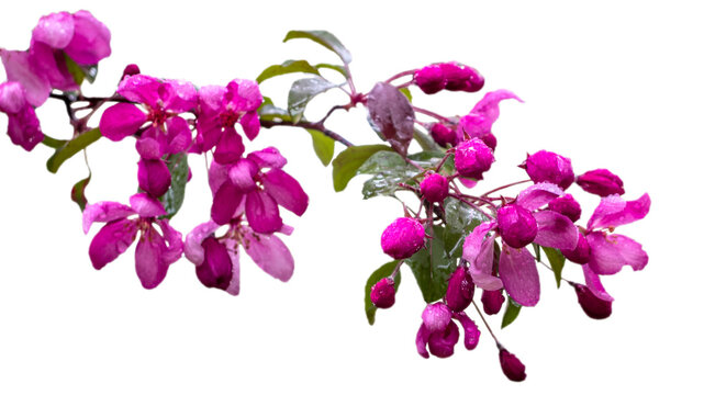 Close up crabapple flowers on tree isolated PNG photo with transparent background.