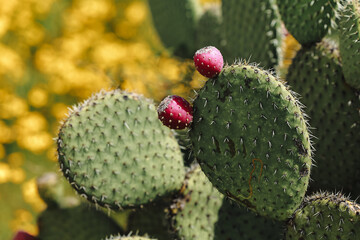 mexican cactus with fruits (nopal with prickly pear cactus)