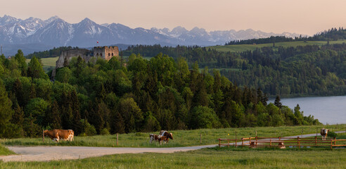 The cows at the Czorsztyn Lake and the ruins of Czorsztyn Castle and the Pieniny National Park Mountans on background. 