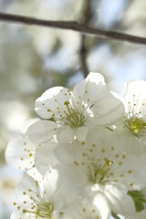 Fototapeta premium White apple blossoms illuminated by the sun.