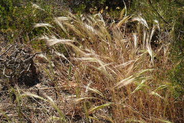 vegetation on the portuguese atlantic beach and sparse growth