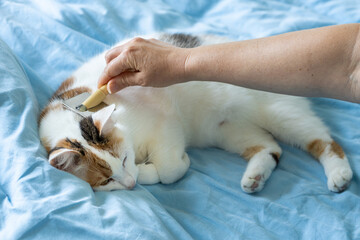 Cat grooming, combing, playing with your beloved pet, relaxed and happy kitty