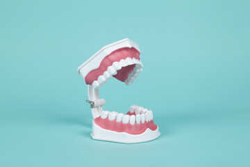 denture and anatomy of the mouth