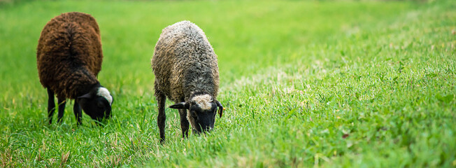 Two domestic brown sheep eat grass in meadow. Farm animals graze in pasture. Rural life, cattle...