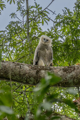 Harpy eagle (Harpia harpyja), Captive animal, Panama Central America Venezuela.
