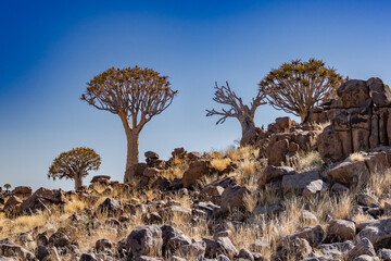 Desert landscape with with quiver trees (Aloe dichotoma), Northern Cape, South Africa