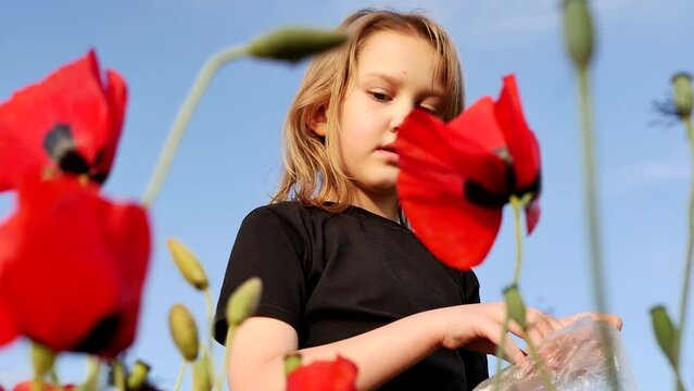 At sunset, a cute European girl collects the petals of flowering red poppies and puts them in a bag. The child tears off poppy petals. look up