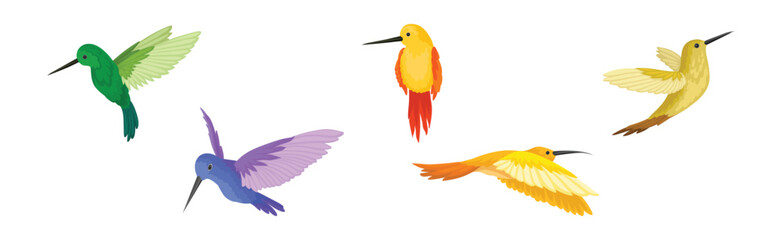 Colorful Hummingbird with Long Beak and Bright Feathers Vector Set