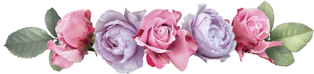 Roses and  isolated on a transparent background. Png file.  Floral line  arrangement, bouquet of...