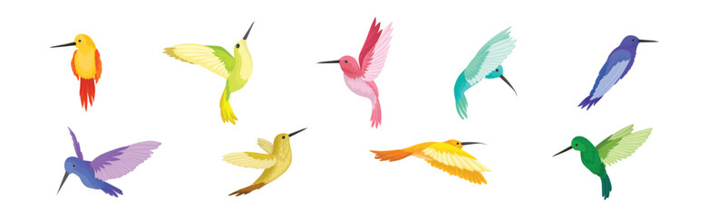 Colorful Hummingbird with Long Beak and Bright Feathers Vector Set
