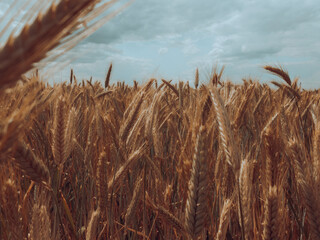 Close up of rye ears, field of ripening rye in a summer day. Sunrise or sunset time Close up of rye...