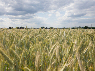 Close up of rye ears, field of ripening rye in a summer day. Sunrise or sunset time Close up of rye ears, field of ripening rye in a summer day. Sunrise or sunset time