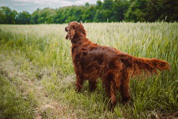 Gorgeous young Irish Setter dog standing in field and sitting in a meadow with a blurred background...