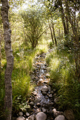 Stream with rocks running through the woods