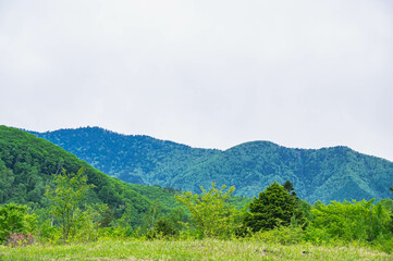 初夏の乗鞍高原