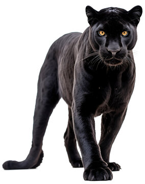 Black Panther Isolated On The Transparent Background PNG. AI Generative.