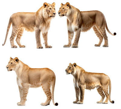 Set of Liger isolated on the transparent background PNG. AI generative.