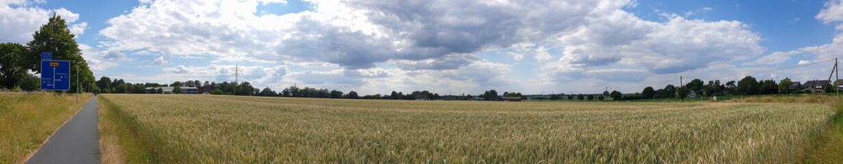 panorama of rye ears, field of ripening rye in a summer day. Sunrise or sunset time Close up of rye ears, field of ripening rye in a summer day. Sunrise or sunset time