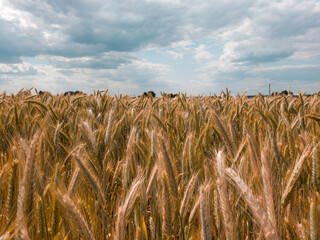 Close up of rye ears, field of ripening rye in a summer day. Sunrise or sunset time Close up of rye ears, field of ripening rye in a summer day. Sunrise or sunset time