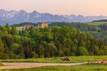 The cows at the Czorsztyn Lake and the ruins of Czorsztyn Castle and the Pieniny National Park Mountans on background.