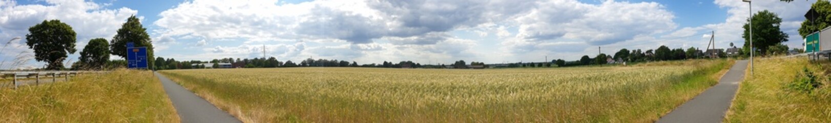 panorama of rye ears, field of ripening rye in a summer day. Sunrise or sunset time Close up of rye ears, field of ripening rye in a summer day. Sunrise or sunset time