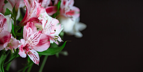 Beautiful bouquet of red alstroemeria  flowers  and white roses on  close-up.  beautiful Lily of the Incas. Black dark background.