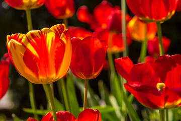Czerwono żółte tulipany rosnące w przydomowym ogródku. Kwiaty na czarnym tle .