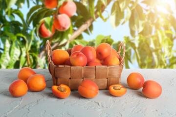 Wicker basket with ripe apricots on table outdoors
