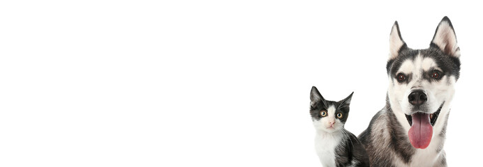 Cute kitten and Husky dog on white background. Banner for design