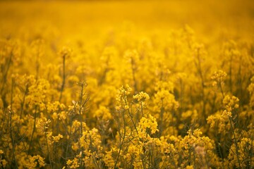 Blooming canola flowers close up. Rape on the field in summer. Bright Yellow rapeseed oil. Rapeseed field agriculture landscape. Canola flower field close up. Agriculture rapeseed field
